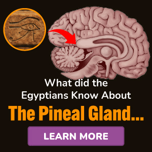 Pineal XT Produktas